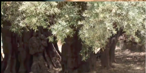 The most ancient olive tree