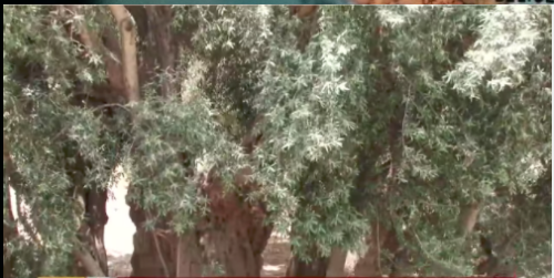 The most ancient olive tree