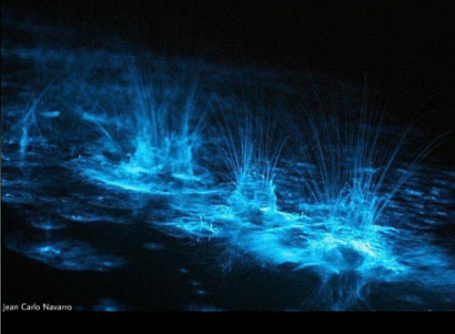 The country with the most bioluminescent bays in the world