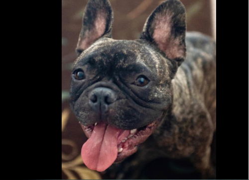 World's Fastest French Bulldog