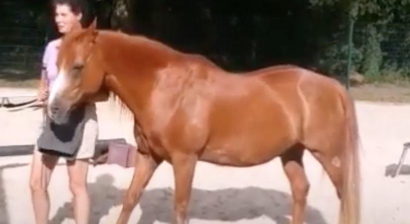 Most Tricks Performed By a Horse in One Minute
