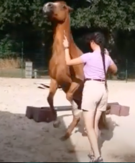 Most Tricks Performed By a Horse in One Minute