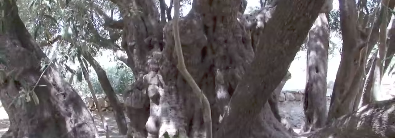 THE MOST ANCIENT OLIVE TREE