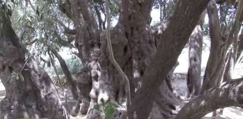 THE MOST ANCIENT OLIVE TREE