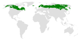 Taiga, the world's largest forest