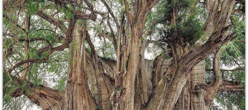 The Tule tree in Oaxaca, Mexico, is the tree with the largest trunk diameter in the world