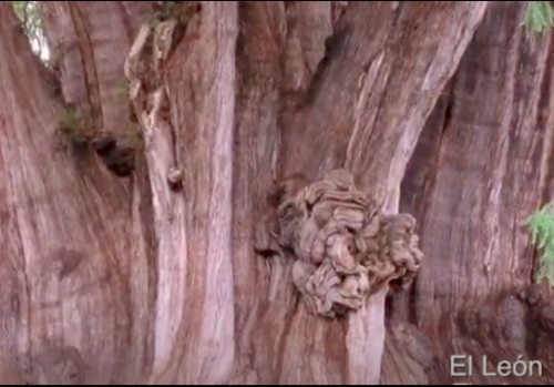 The Tule tree in Oaxaca, Mexico, is the tree with the largest trunk diameter in the world
