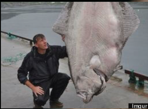 The biggest halibut fish ever caught