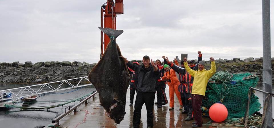 The biggest halibut fish ever caught