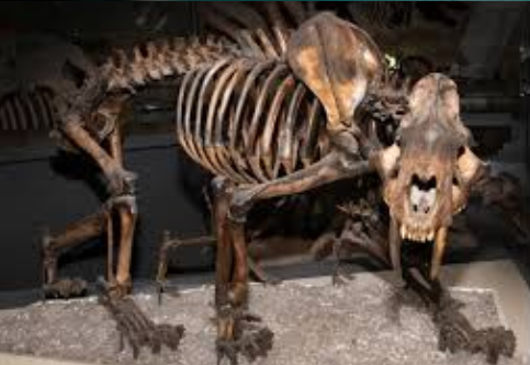 The saber-toothed tiger: The most fearsome feline