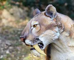 The saber-toothed tiger: The most fearsome feline