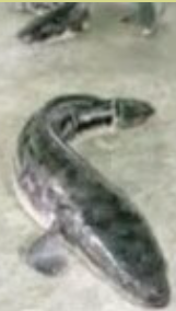 World Record for Snakehead Fish Caught in the USA 1