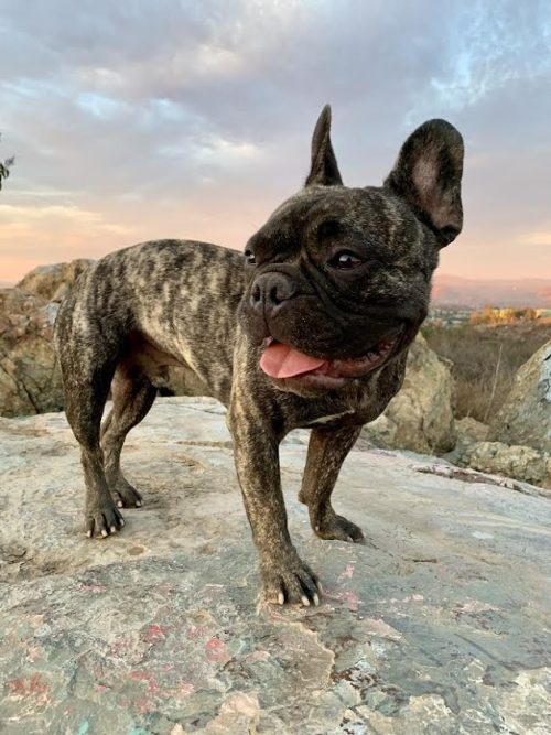 World's Fastest French Bulldog