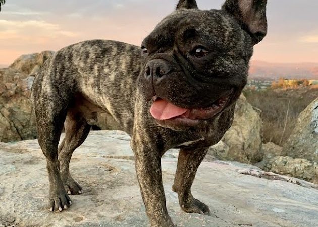 World's Fastest French Bulldog