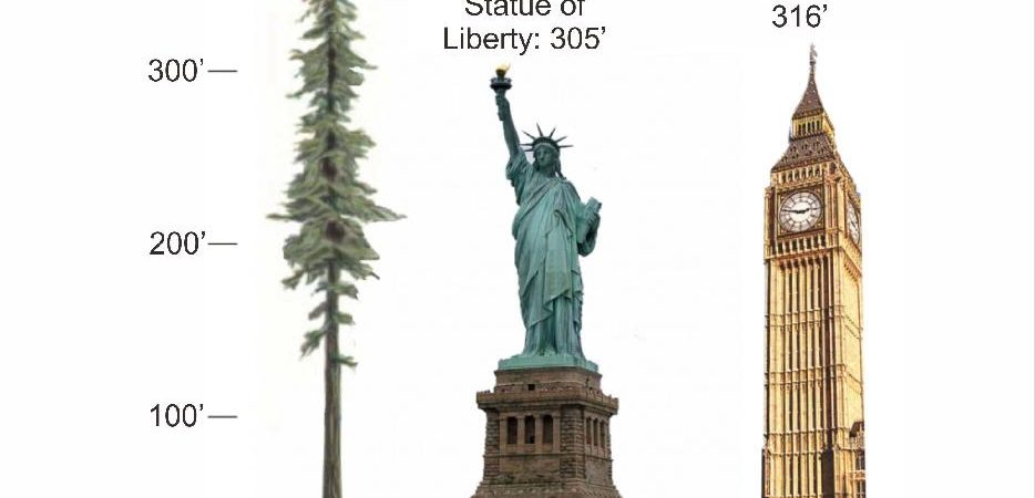 World's largest tree