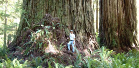 World's largest tree.